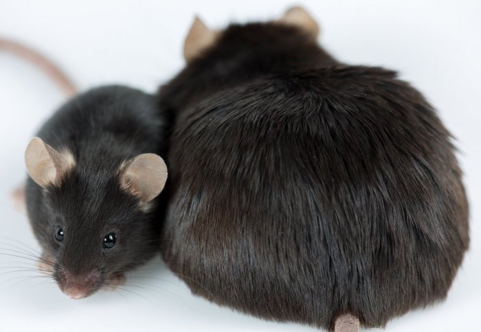 Image of normal sized mouse next to a larger mouse to demonstrate the difference in mouse weight at the end of the study.
