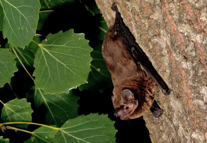 Bat crawling down the side of a tree