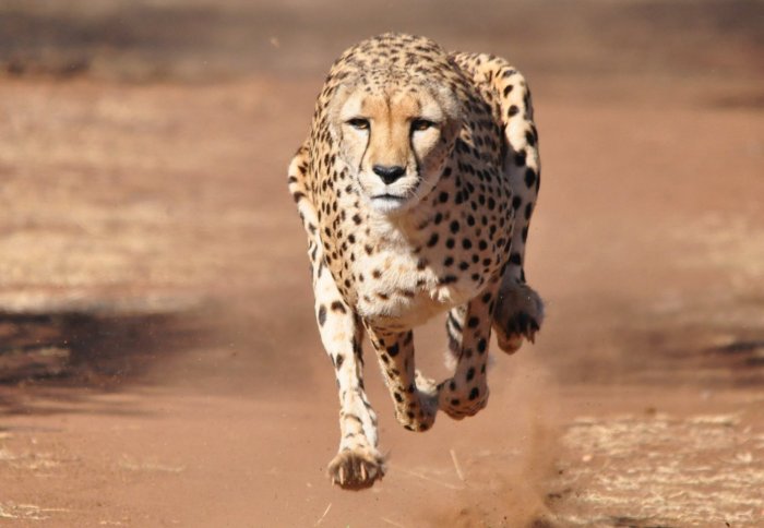 Cheetah running