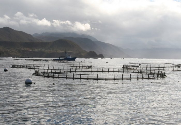 Round fences in coastal waters