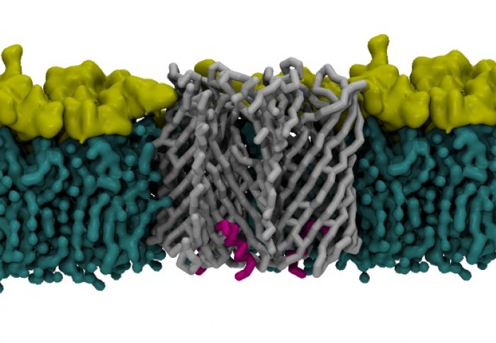 Green bilayer with a grey cavity