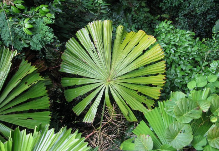 Large mosaic of leaves seen from above
