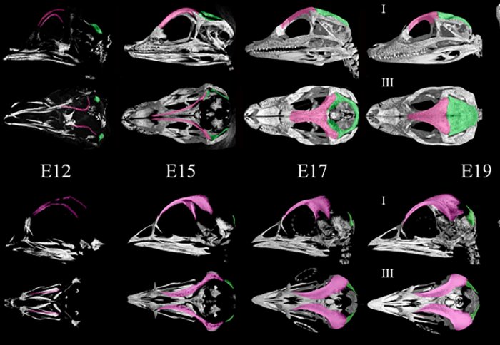 Scans of skulls, showing the top skull becoming flatter than the bottom one