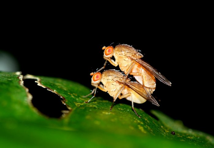 Two fruit flies engaged in coitus