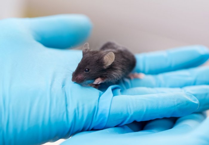 A small brown mouse sits on a scientist's gloved hand
