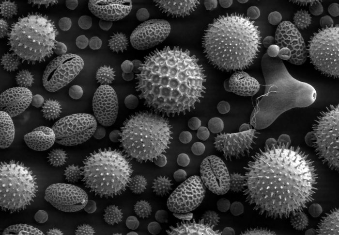 Protein fragments from pollen grains (pictured) are used in immunotherapy