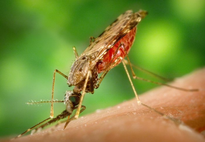 Imperial launch interdisciplinary network of researchers united in the common aim of malaria eradication.