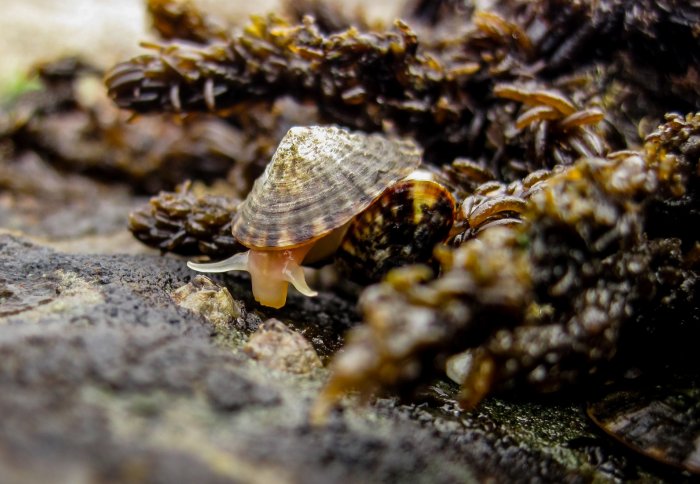 Limpet crawling over seaweed