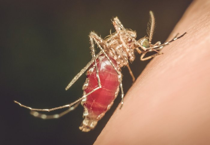 Mosquito filled with human blood