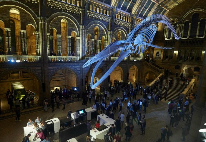Natural History Museum and whale