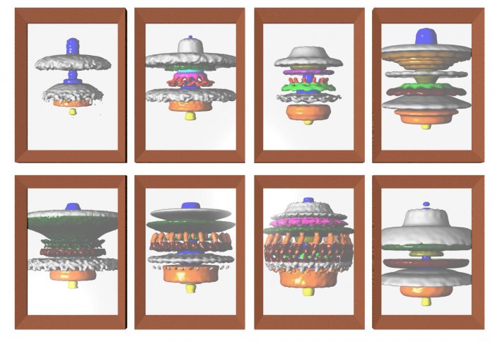 3D renders of eight different bacterial motors