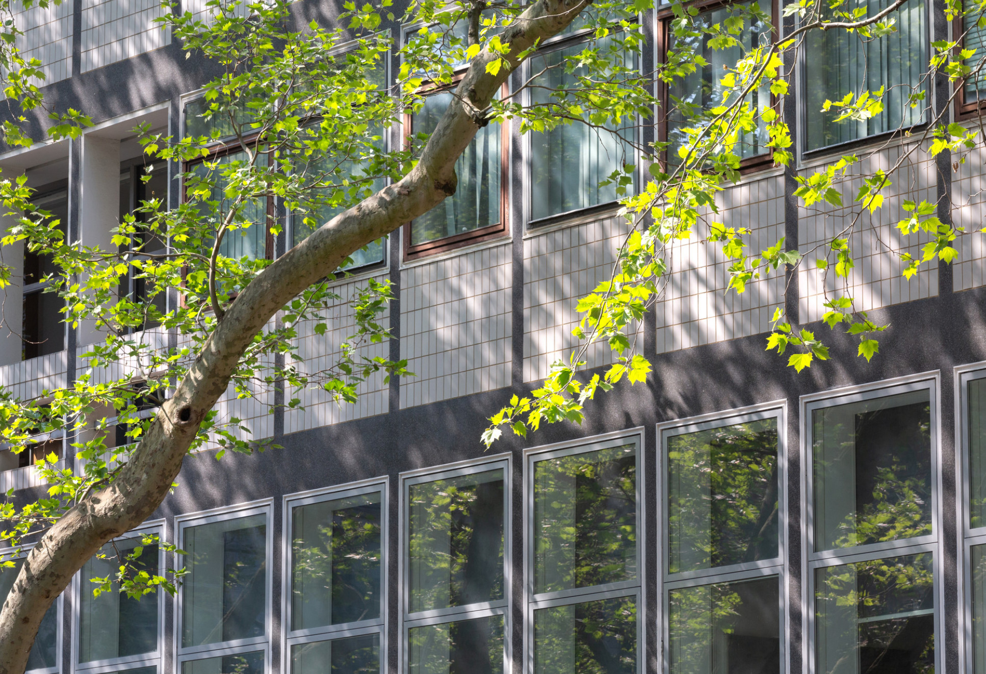 Campus shot with tree