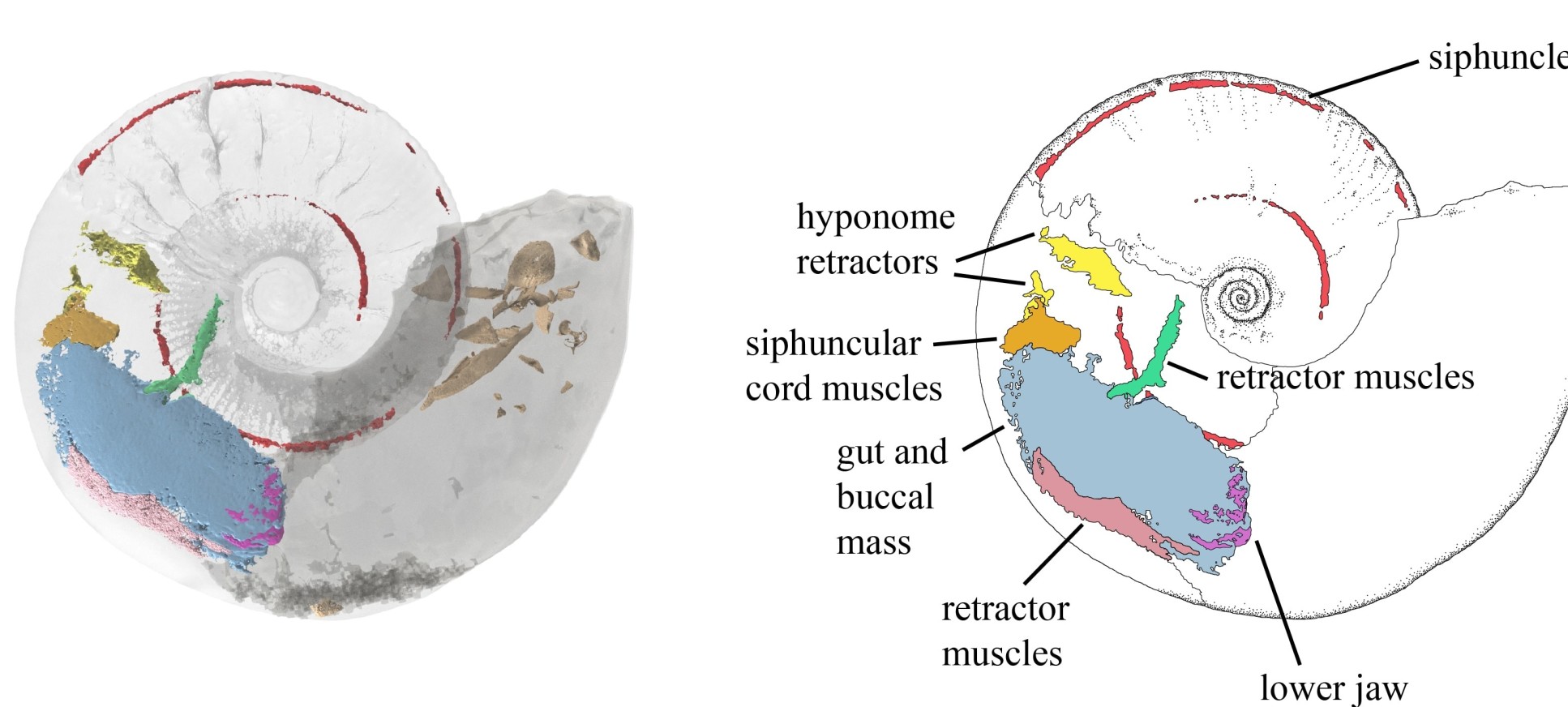 On the left is the three-dimensional reconstruction of the ammonite created from the x-ray and neutron scan data. On the right a line drawing with labels for each of the visible internal organs.  