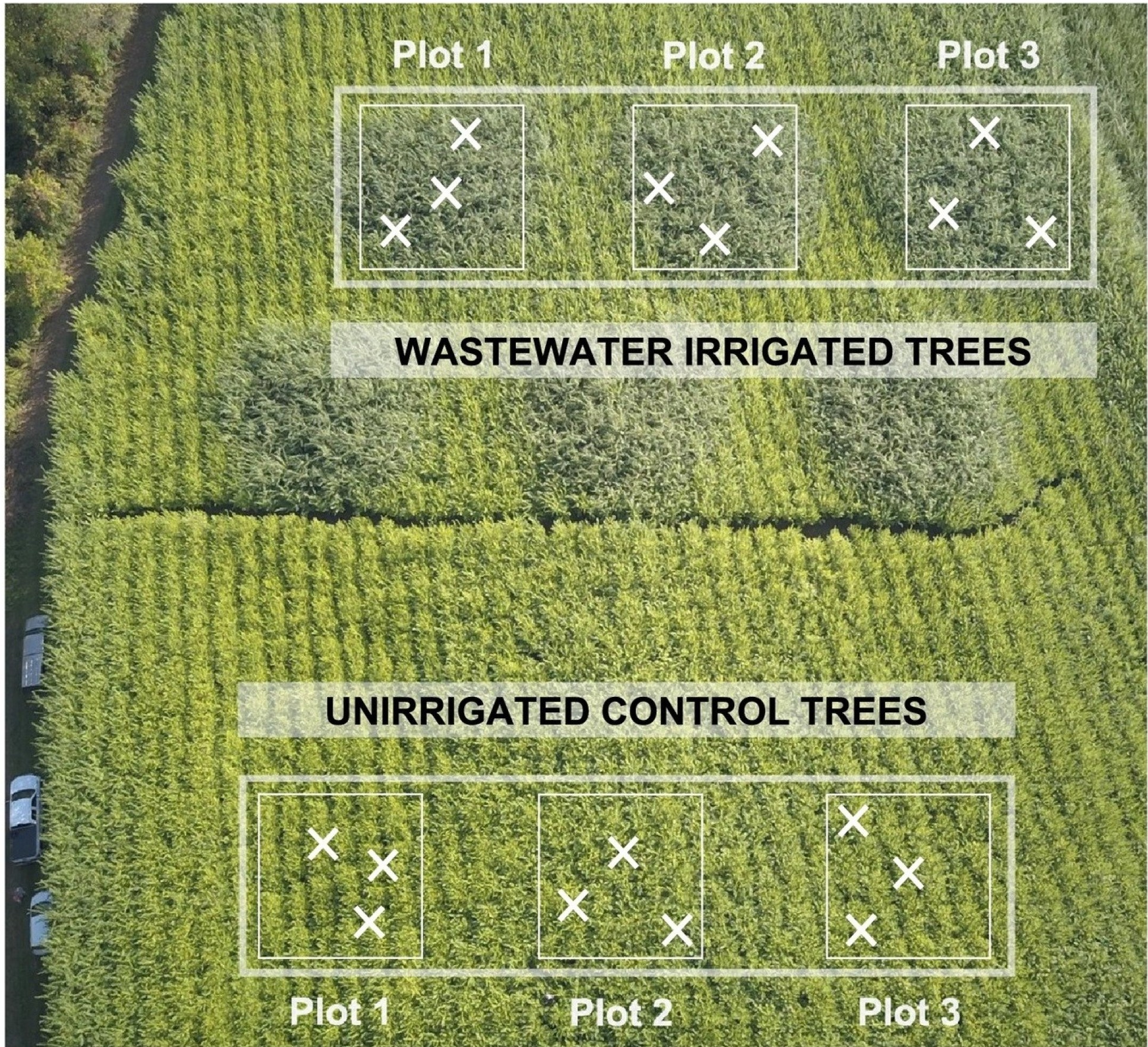 Photo shows an aerial shot of a field growing willow plants. 9 squares are marked out on the photo, Plot 1, Plot 2 and Plot 3 are darker green and show waste-water irrigated plants. Plot 1, 2, 3 below show unirrigated trees and they are the same colour green as the rest of the field.