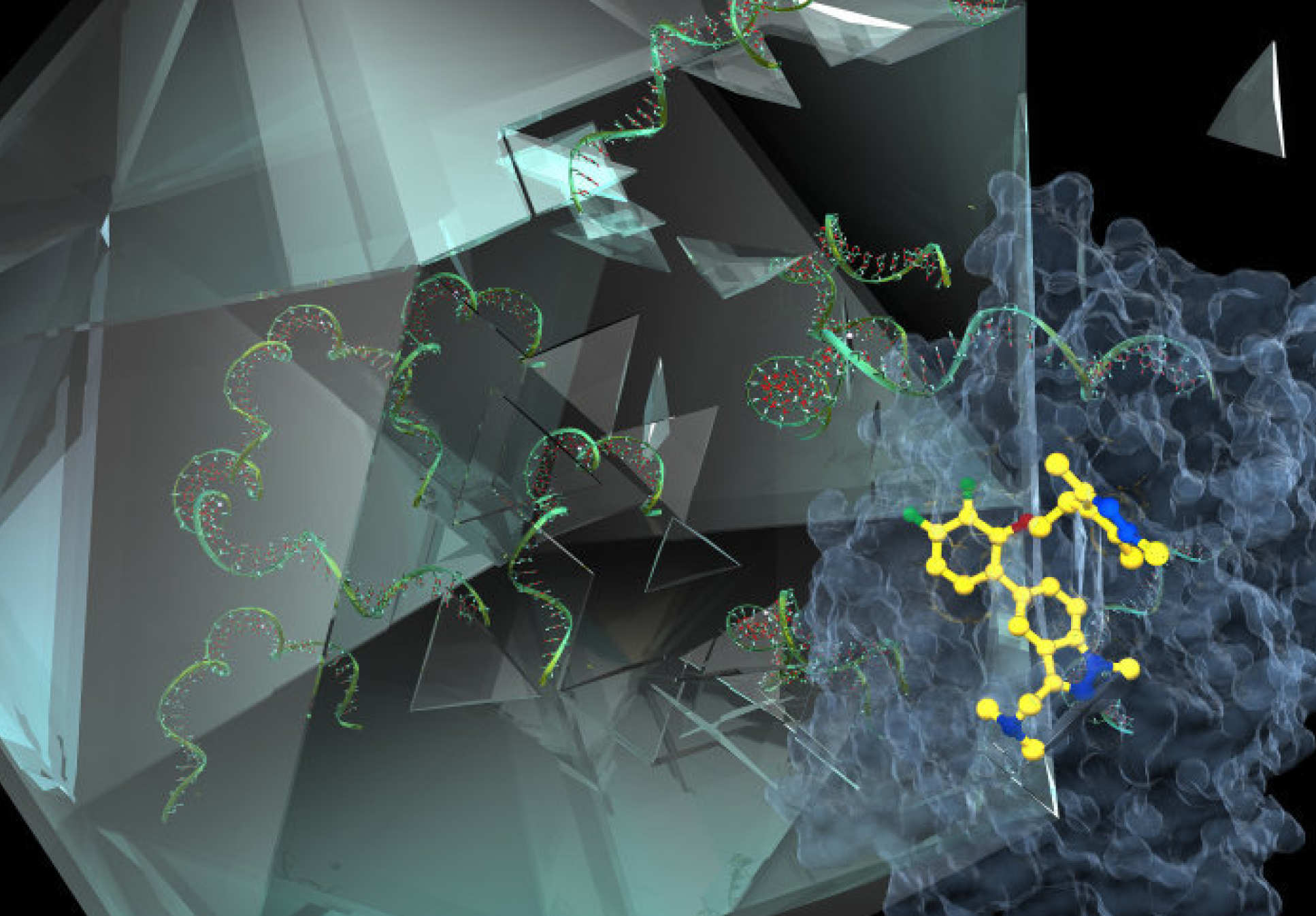 The molecule (yellow) blocks human NMT (blue), essential for the virus to assemble the capsid ‘shell' that encloses its RNA genome (green)