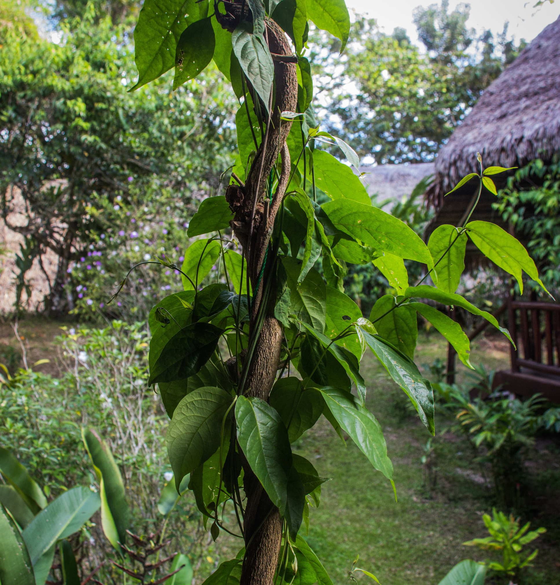 The ayahuasca vine