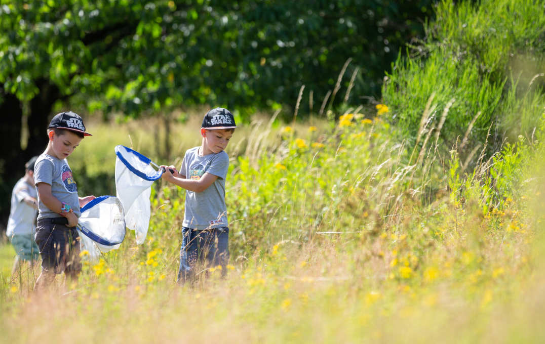 Boys sweep nets in long grass