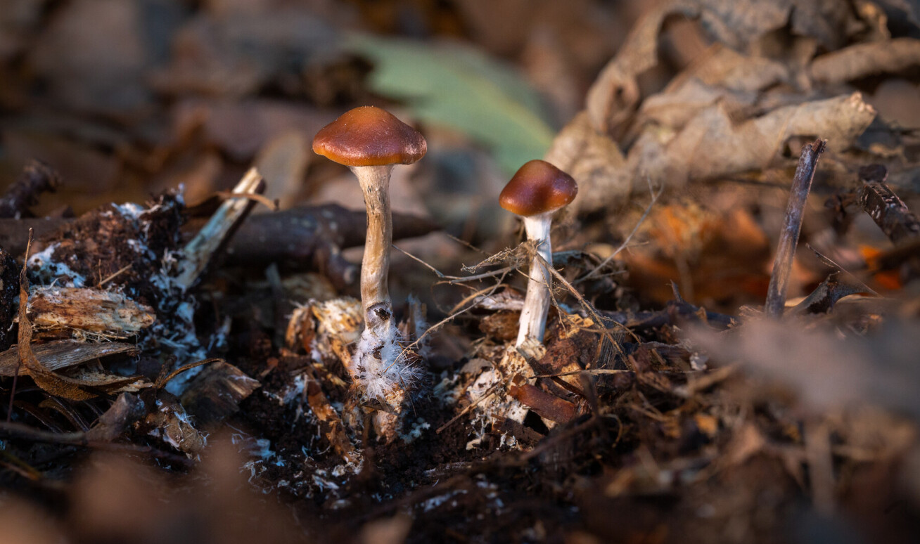 mushrooms growing in soil