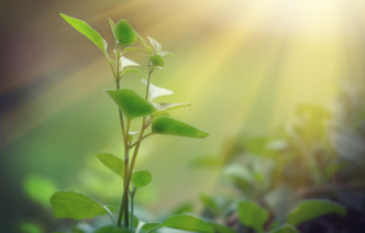 A sapling growing in the sun