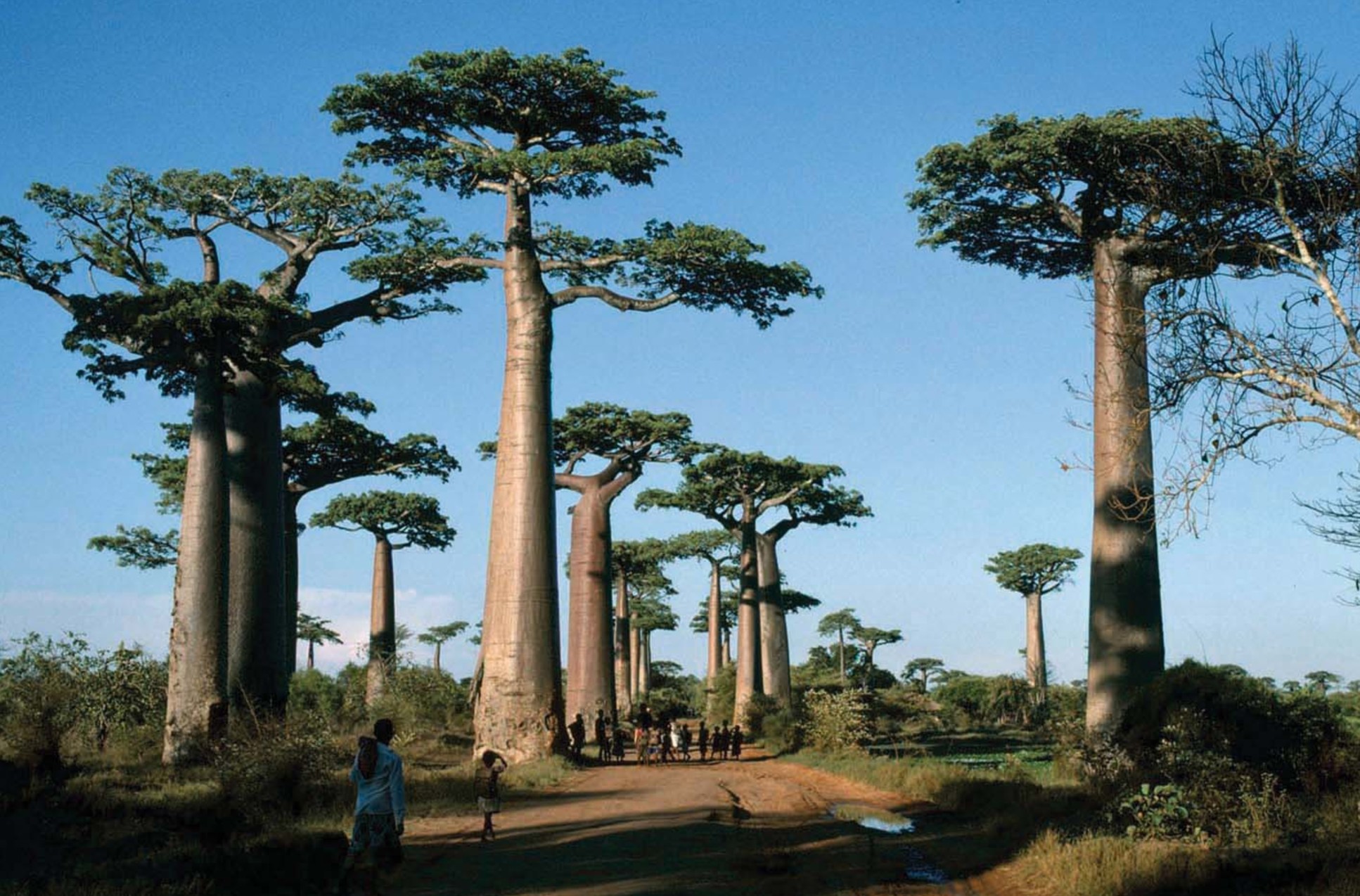 Tall trees with a path in between