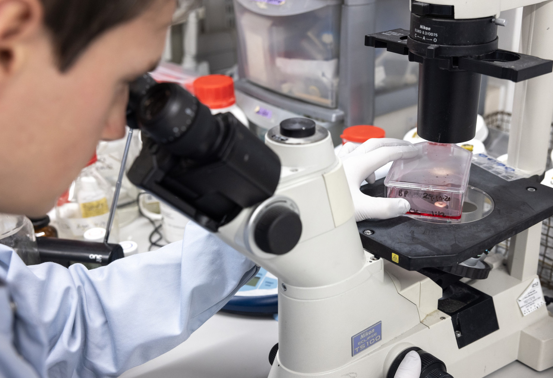 Dr Jonathan C. Brown uses a microscope in the lab