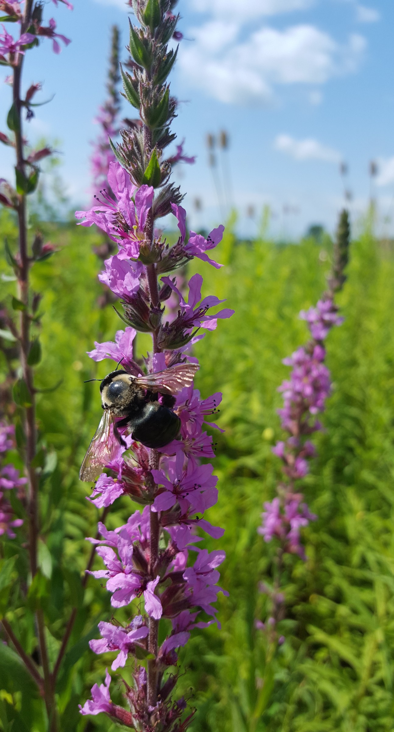 Bee on a flower