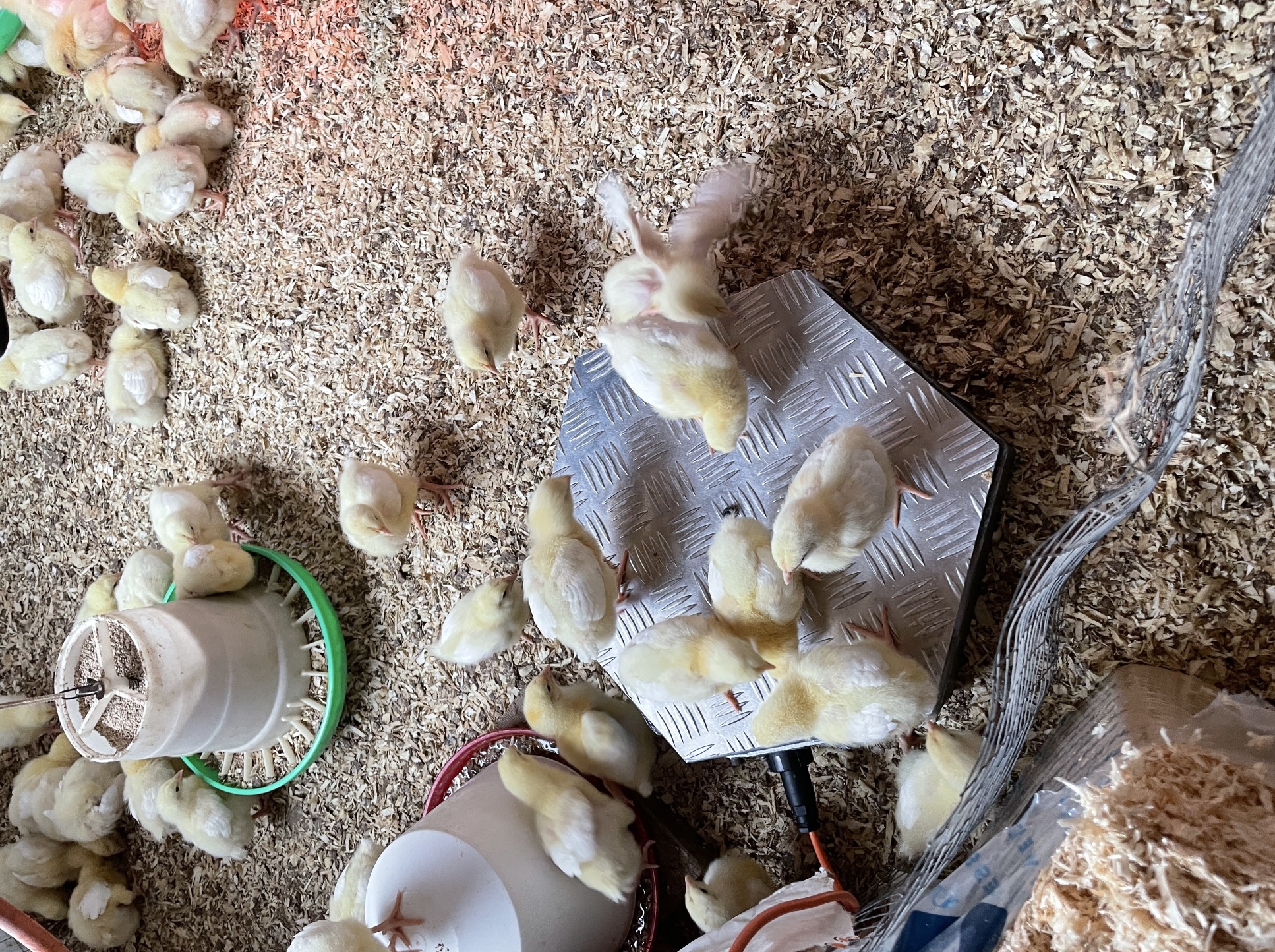 Chickens being weighed at a farm