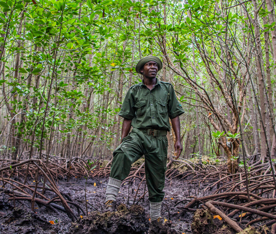 Photo shows a community scout ranger, in Ukunda, Kenya, standing in a restored Mangrove Forest.