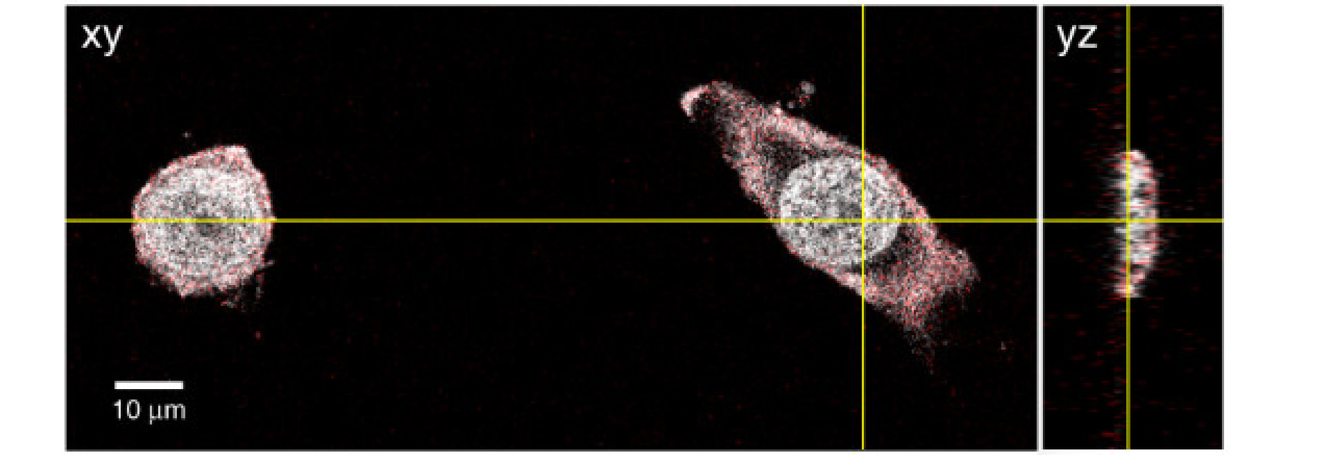 High resolution image of two cells under the microscope