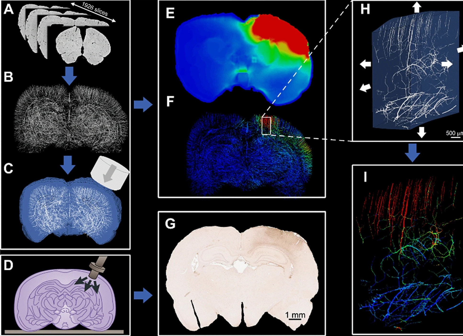 Brain images captured in a variety of ways