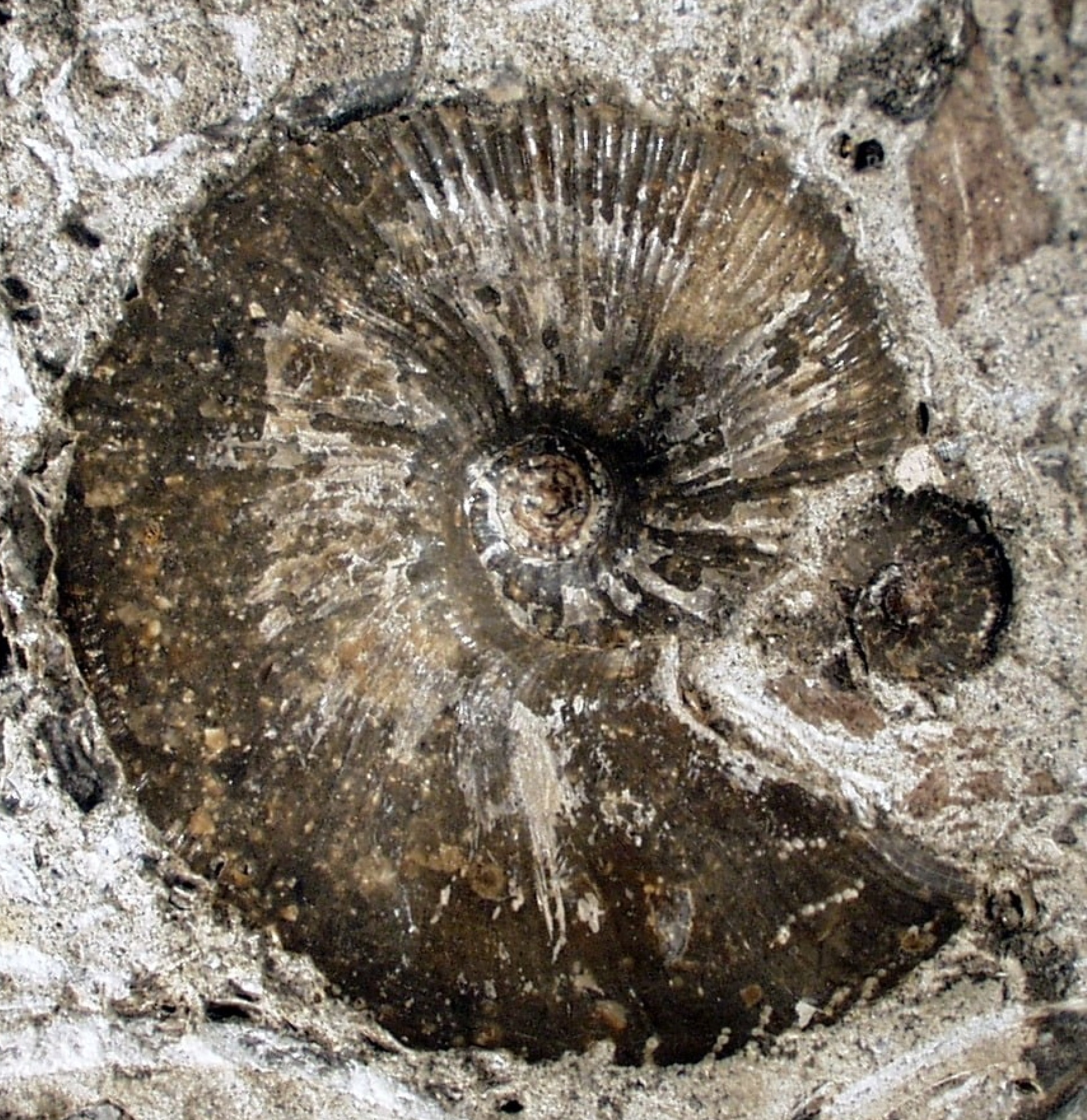 Photograph showing one half of the block of rock in which the ammonite was discovered. The brown material with spiralling segments is the outer shell of the ammonite.