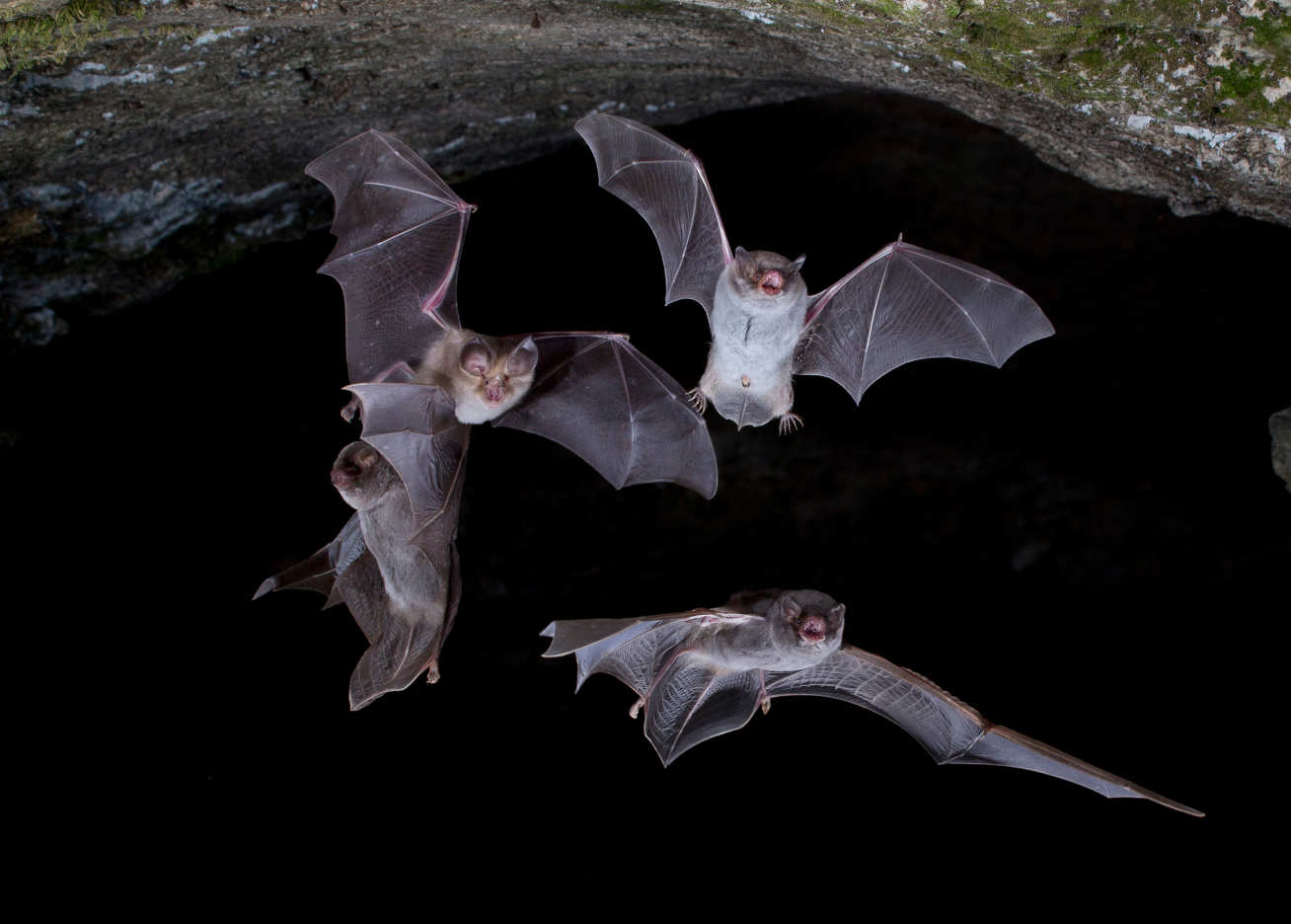 Bats flying in a cave