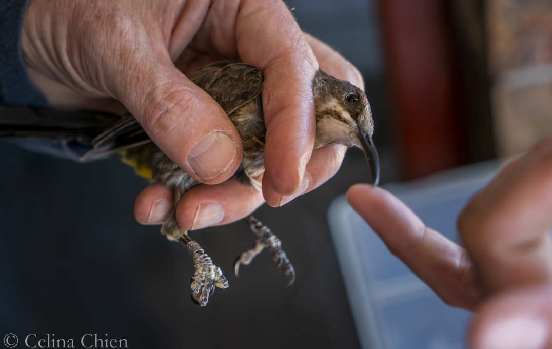 Man holding a bird and pointing to its beak