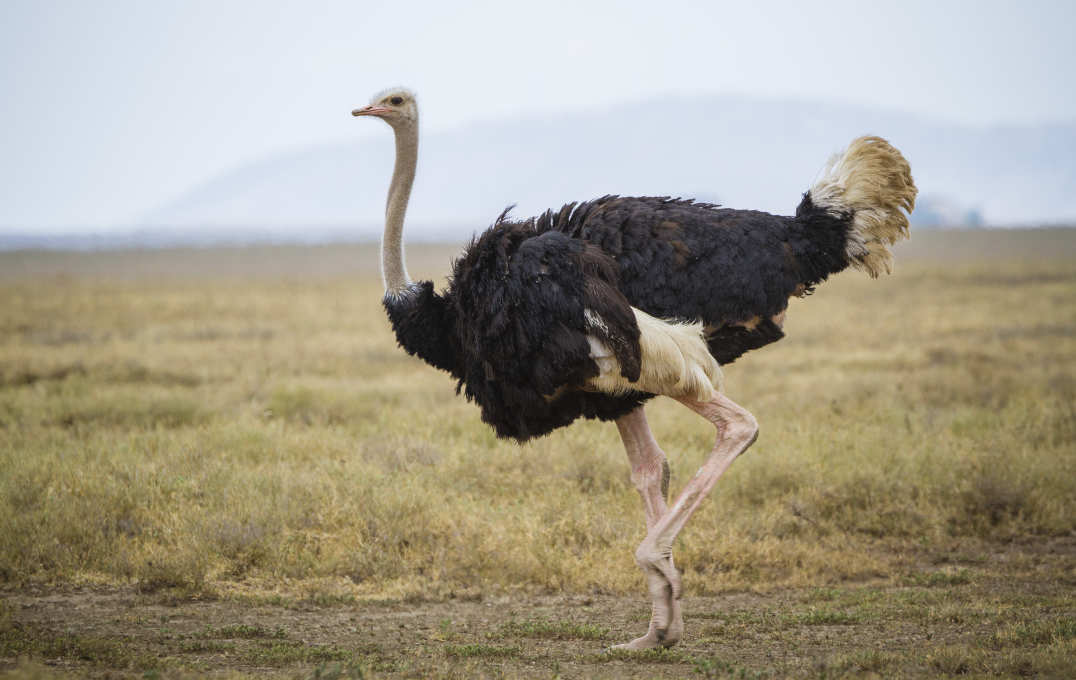 An ostrich standing on a plain
