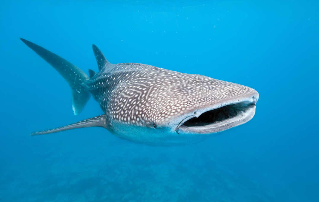 A whale shark swimming with its mouth open