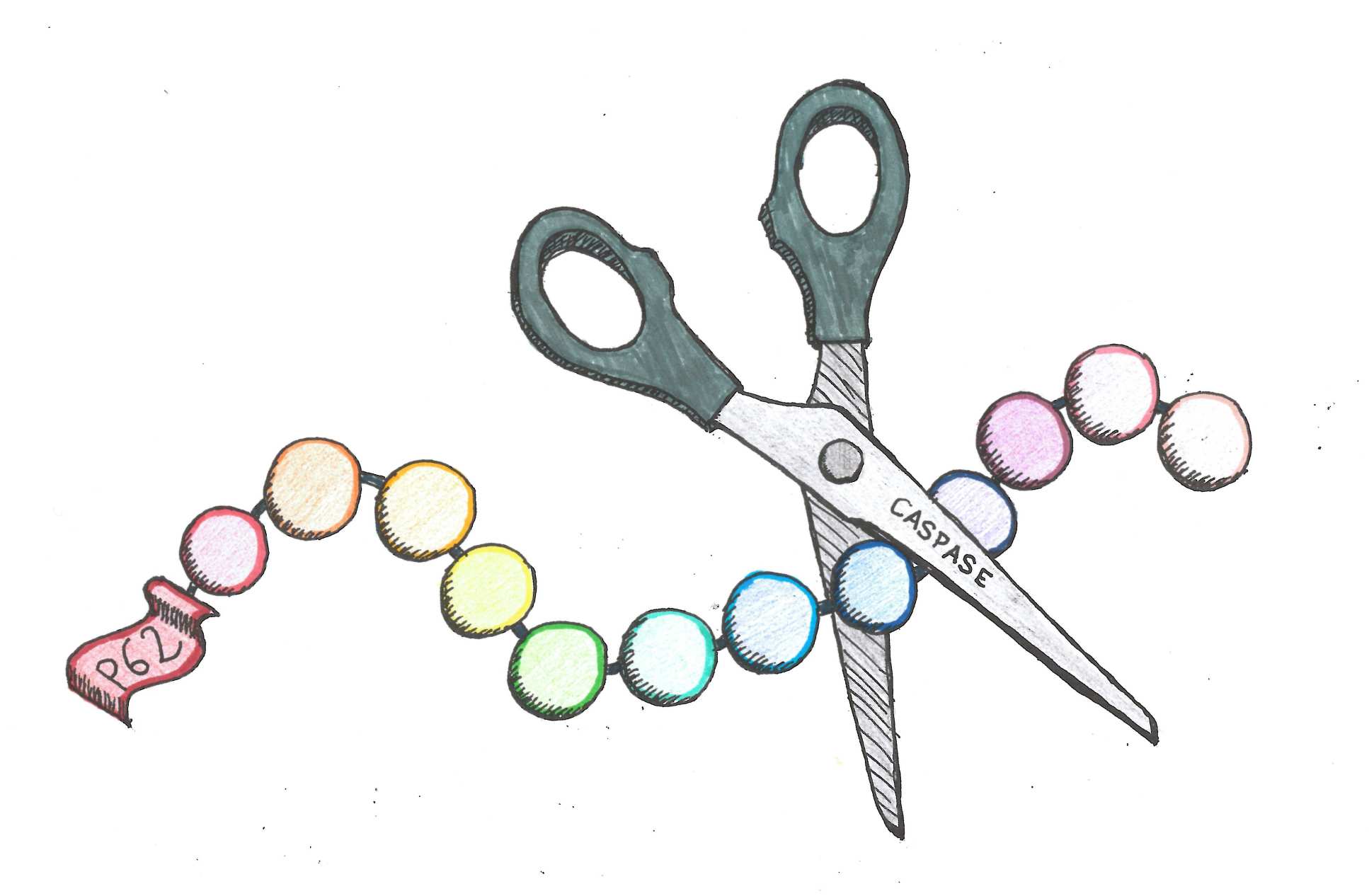 A pair of scissors labelled capase cutting a string of coloured spheres labelled p62