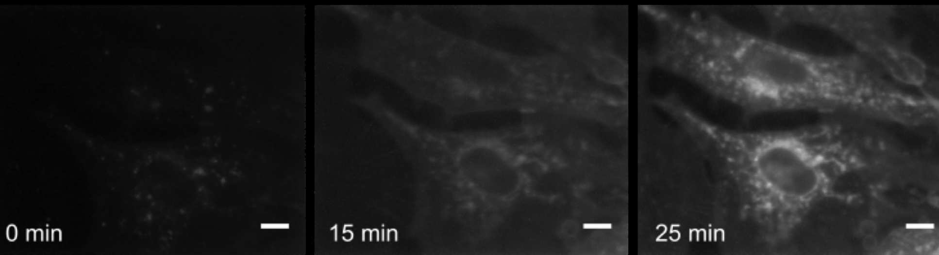 Cells after 0, 15 and 25 minutes in the experiment, with thicker membranes at each interval