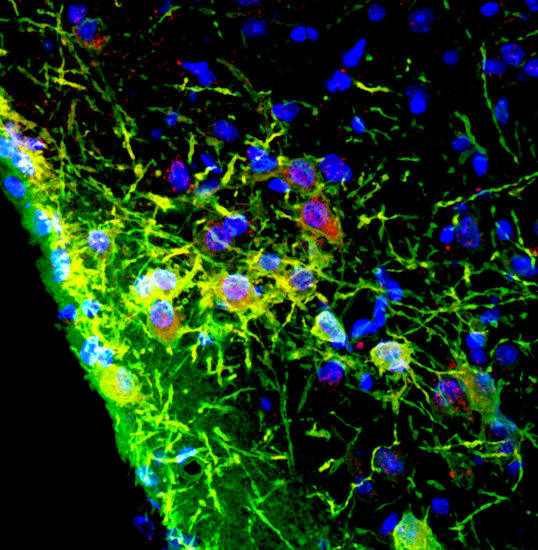 Genetic targeting histamine neurons