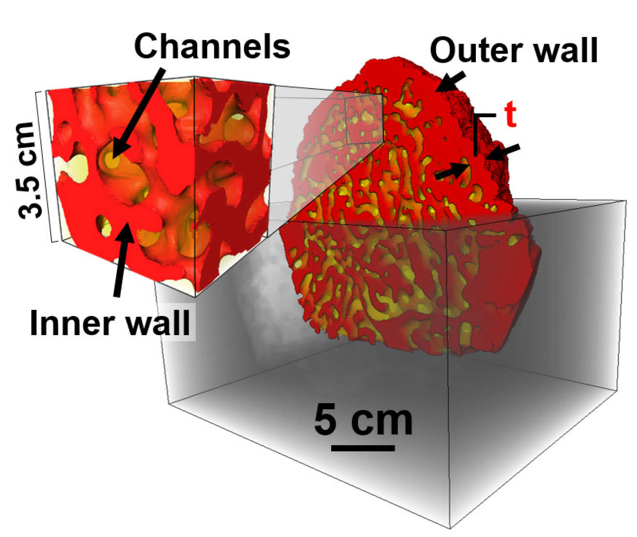 Scan showing channels through the inner and outer walls