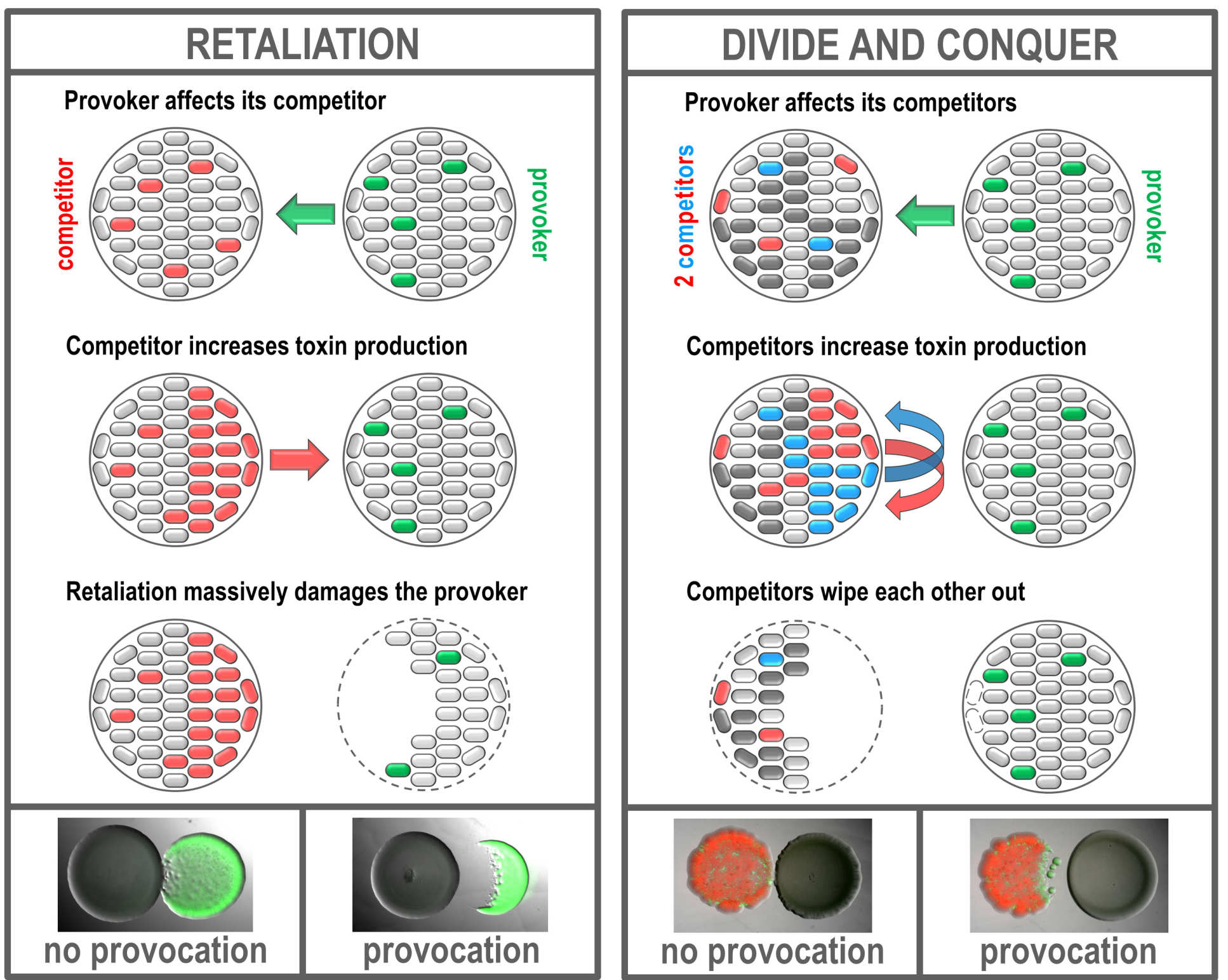 Illustrations of provocation in bacterial warfare. Captions at the end of the article