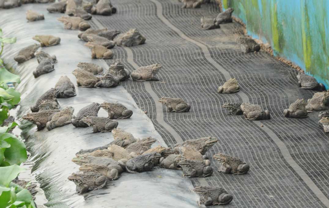 Introduced American bullfrogs (Rana catesbeinana) at a bullfrog breeding farm in Taiwan.