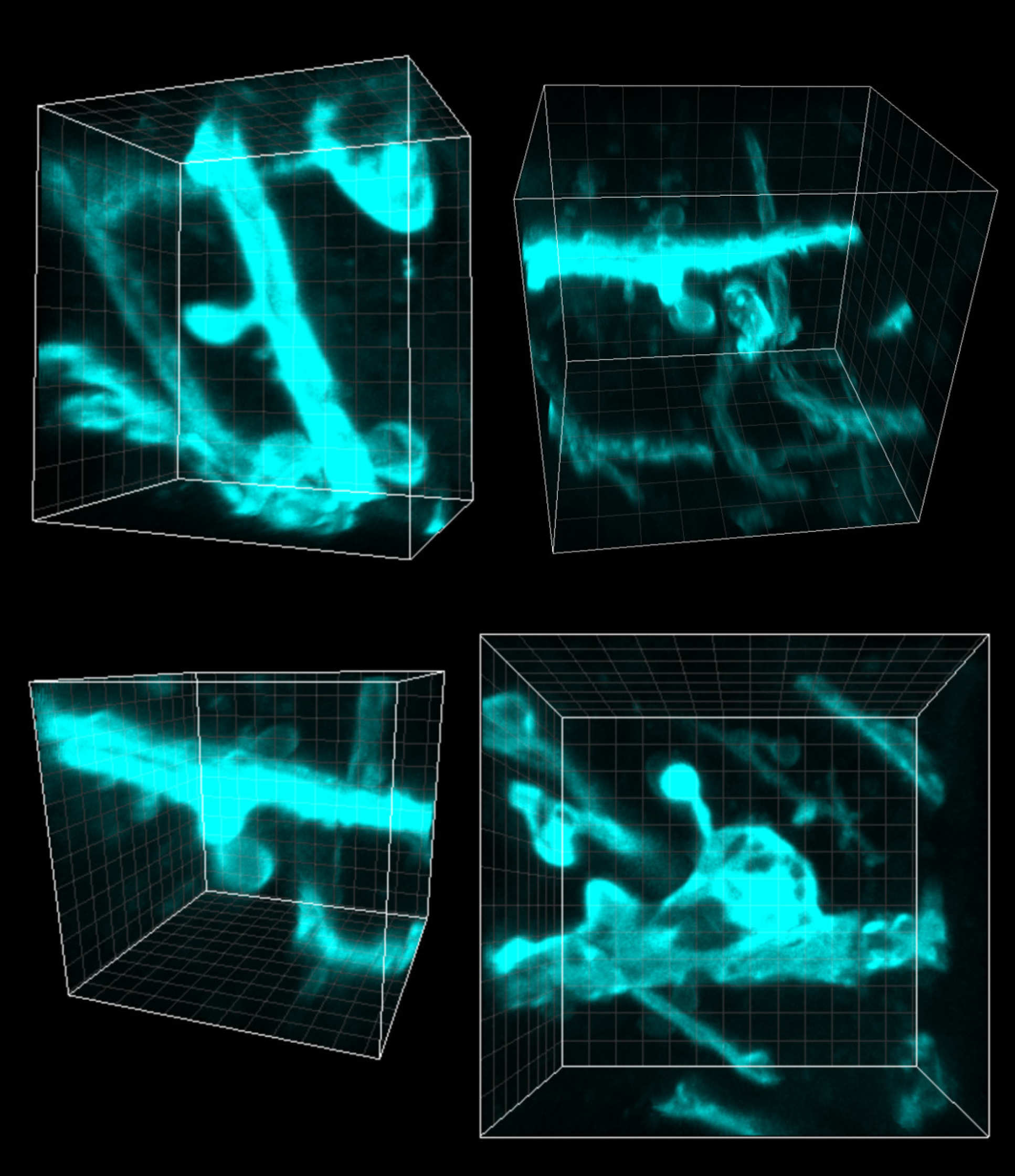 The approach also enable researchers to see the structure of cells themselves