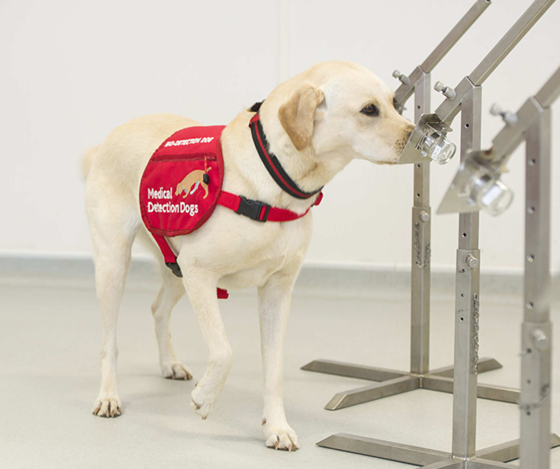 A medical sniffer dog smells a sample