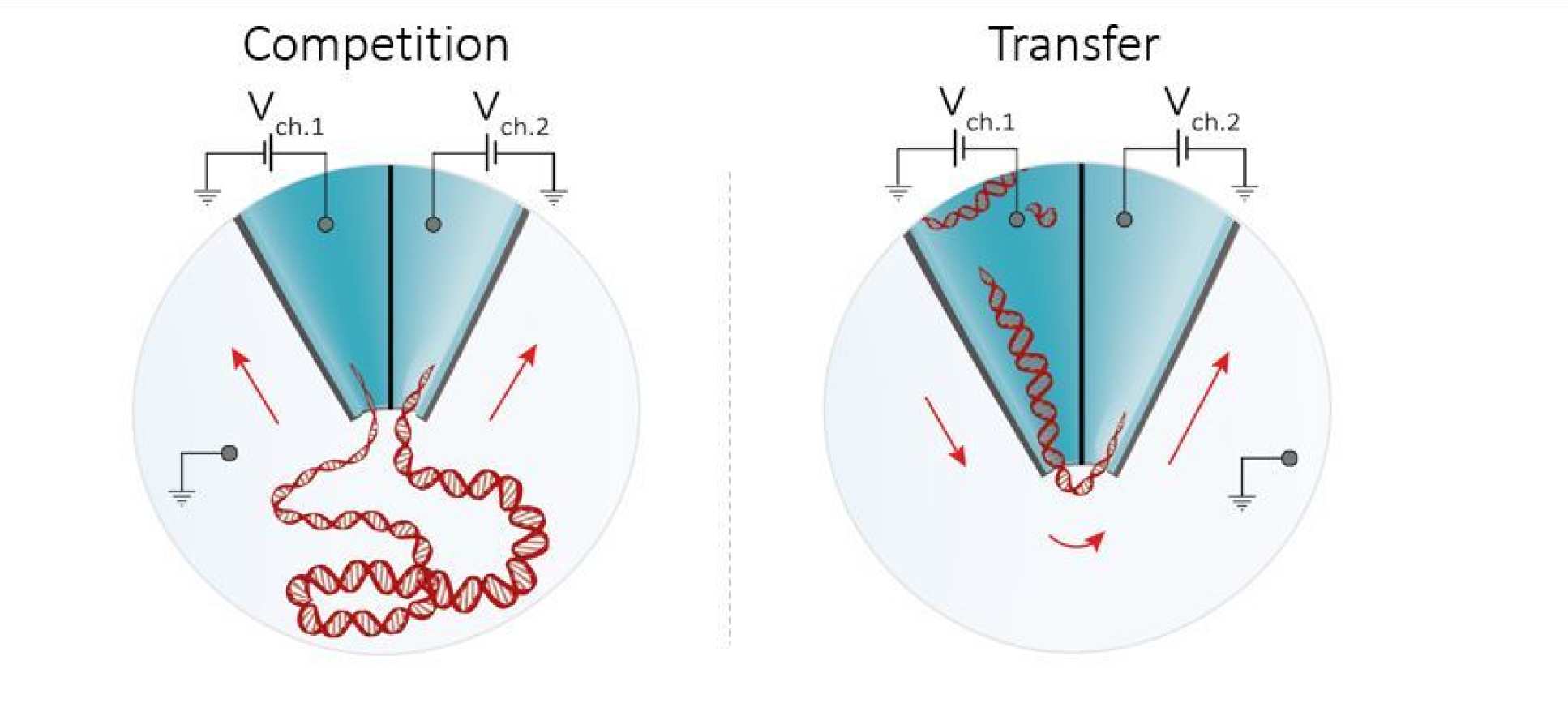 Illustrations of a DNA strand pulled into both pores, and of one DNA strand pulled from one pore to another.