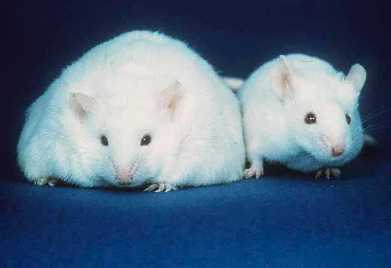 Fat mouse, skinny mouse