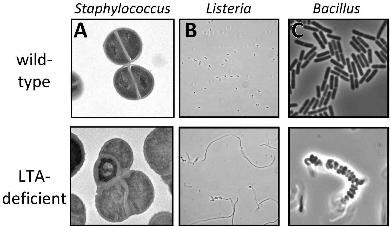 Figure 4: Microscopy images different wild-type and LTA deficient bacteria. A) Electron microscopy images of S. aureus wild-type (top) and an LTA deficient mutant. B) Phase contrast images of Listeria monocyogenes wild-type (top) and an LTA mutant strain (bottom). C) Phase contrast images of Bacillus subtilis wild-type (top) and an LTA mutant strain (bottom).