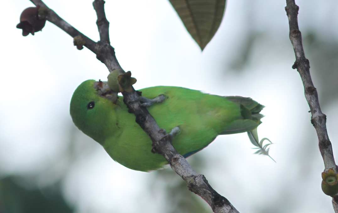 Blue-winged parrotlet