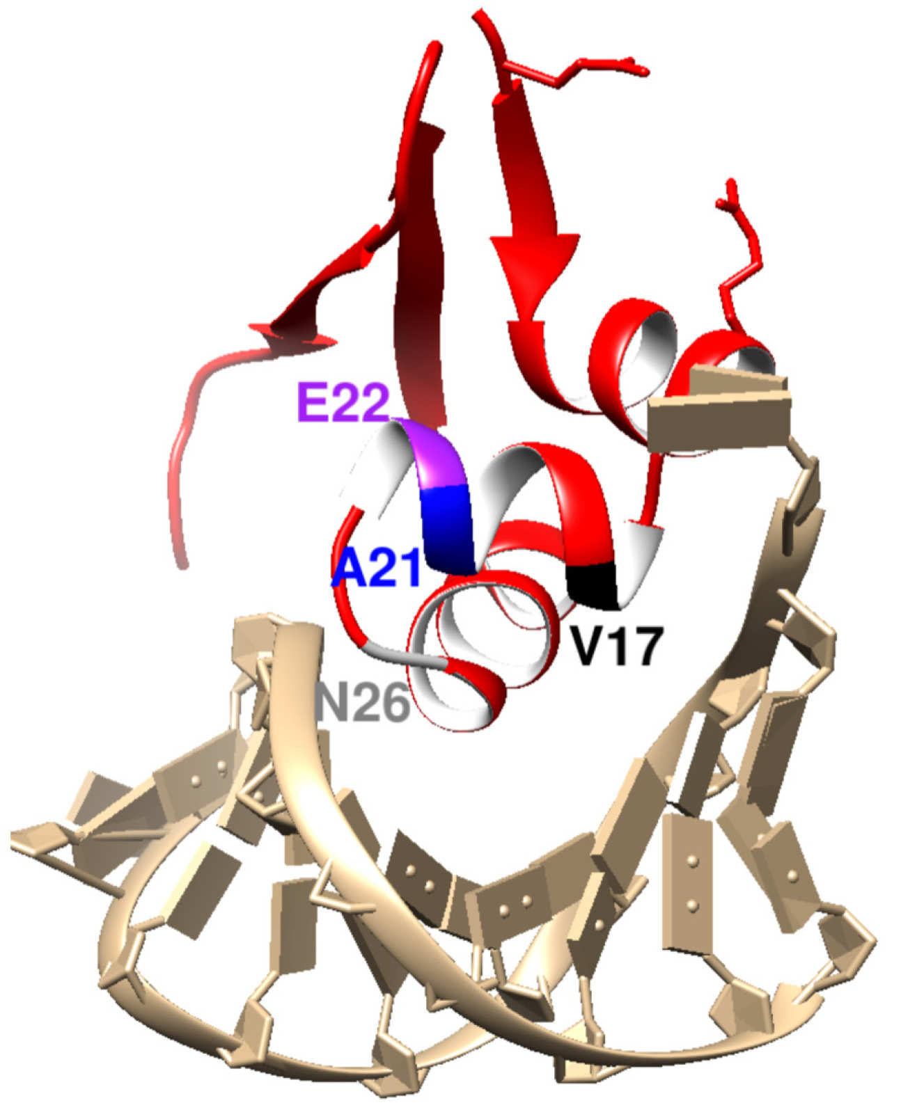 An illustration of a genetic switch - the transcription factor