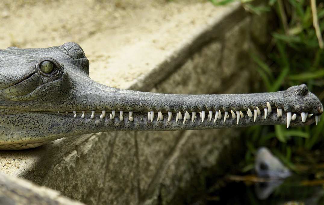 Gharial