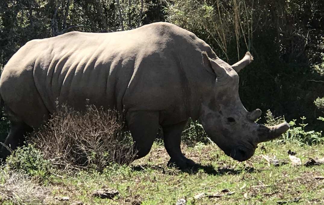 Rhino